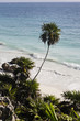 palm tree on the beach of tulum