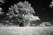 oak oak