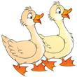 ducks