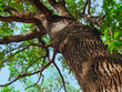 old oak tree