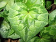 feuille coeur feuille coeur