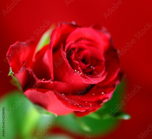 red single rose