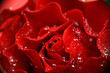 petals of rose and drops