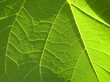 green leaf