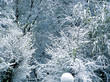 trees covered by snow