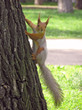 squirrel