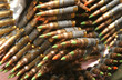 the bullets