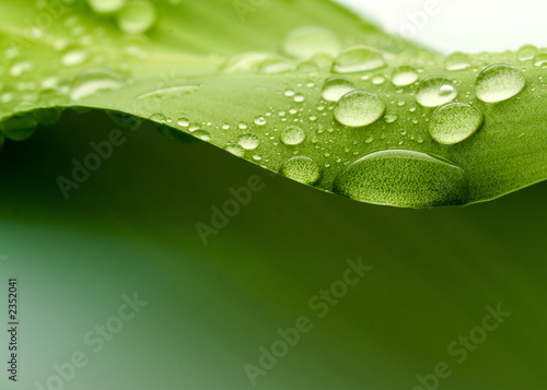 leaf leaf