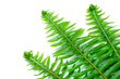 fern fern