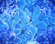 Photo: background blue flowers background blue flowers