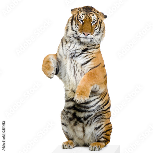 tigre debout sur ses pattes arrières tigre debout sur ses pattes arrières