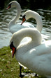 cygnes cygnes