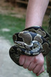 snake