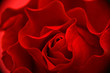 petals of rose and drops