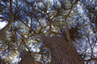 yew tree canopy