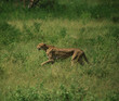 cheetah on the run