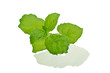 mint