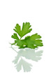 parsley