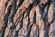 rough tree bark pattern