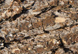 flakey tree bark