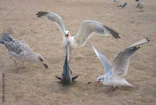 Photo: mad seagull mad seagull