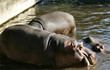 hippos