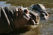 hippos