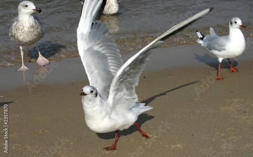 Photo: seagulls seagulls