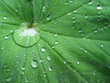 wassertropfen auf blatt