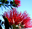 pohutukawa