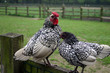 chickens