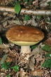 champignon 4 champignon 4