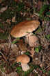 champignon 5 champignon 5