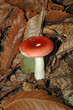 champignon 8