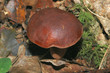 champignon 9