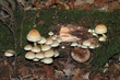 souche et champignons