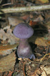 champignon violet