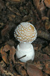 jeune amanite