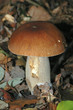 champignon 12 champignon 12