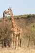 giraffes