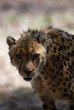 cheetah on the prowl