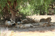 lions familiy