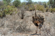 ostrich
