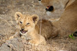 yown young lion 1