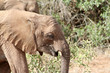 young elephante