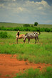 burchell's zebra and foal