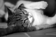 chat