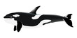 orca