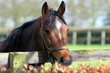horse portrait