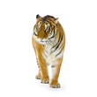 tigre debout